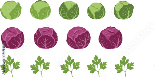 Comprehensive Flat Design Vector Collection Featuring Fresh Green Cabbages Red Cabbages and Leafy Parsley Sprigs for Healthy Organic Food and Nutrition Projects