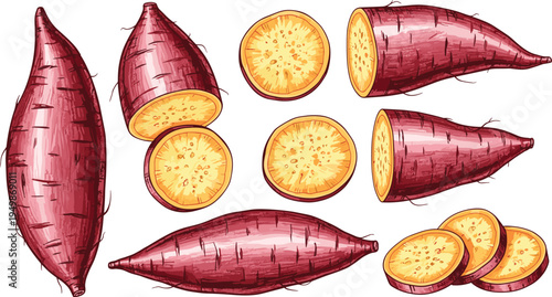 Sweet potato vegetable illustration set. Whole and sliced yam tubers with orange flesh isolated. Organic root vegetable for cooking ingredients, healthy food, and farm produce design.