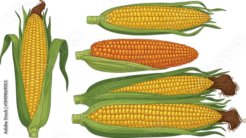 Sweet corn cob illustration set. Fresh maize ears with green husks in different views. Organic farm crop for agriculture, cooking ingredients, and healthy food design.