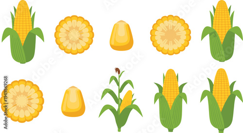 Corn vegetable illustration set. Sweet maize cobs, kernels and cross sections isolated. Organic farm crop graphics for cooking ingredients, agriculture design, and healthy food concepts.
