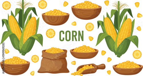 Sweet corn harvest collection. Fresh maize cobs with kernels in bowls and sack. Organic farm crop illustration for cooking ingredients, agriculture design, and healthy food concepts.