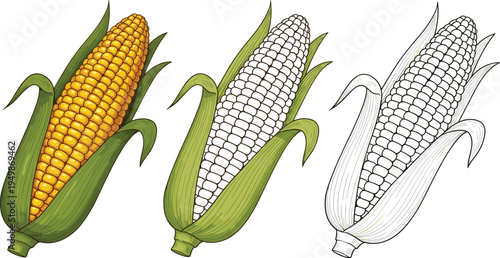 Corn cob illustration set. Colored maize, white corn, and outline version isolated. Agricultural crop graphic for farming design, cooking ingredients, and organic food concepts.