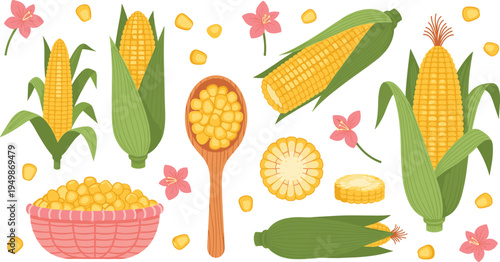Sweet corn vegetable collection. Fresh maize cobs, kernels in bowl and wooden spoon with flowers. Organic farm crop illustration for cooking ingredients and healthy food design.