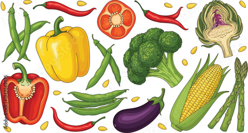 Fresh vegetables collection illustration. Organic farm produce including bell peppers, broccoli, corn, asparagus, eggplant and chili. Healthy cooking ingredients for vegetarian food design.
