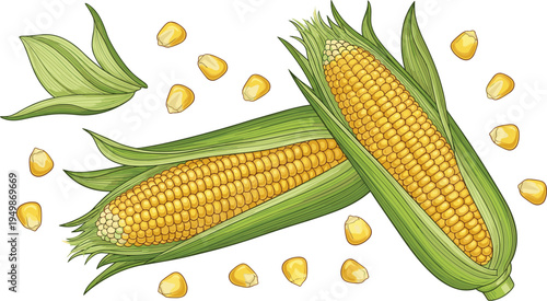 Sweet corn cob illustration. Fresh maize with green husk and scattered kernels. Organic farm vegetable for cooking ingredients, healthy food design, and agriculture graphics.