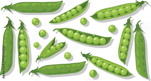 Green pea pods vegetable set. Fresh garden peas with open pods and seeds. Organic farm produce illustration for cooking ingredients, healthy food, and vegetarian design.