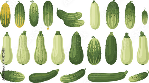 Cucumber and squash varieties collection. Different green cucumbers and gourds isolated. Fresh organic vegetables for gardening, healthy food, pickling ingredients, and farm produce illustration.