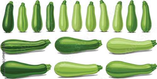 Zucchini vegetable varieties set. Different green courgette squash shapes isolated. Fresh organic summer vegetables for cooking ingredients, healthy food graphics, and farm produce illustration.
