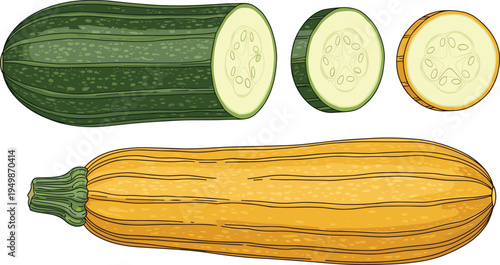 Zucchini and yellow squash illustration set. Whole courgette and sliced squash pieces isolated. Fresh organic summer vegetables for cooking ingredients, healthy food design, and farm produce graphics.