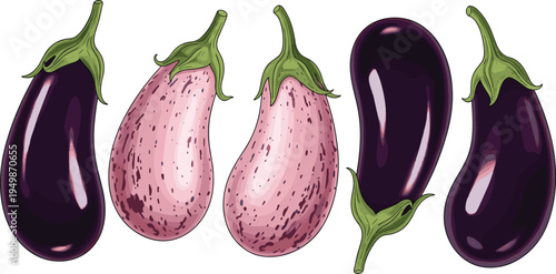 Eggplant vegetable set illustration. Purple and striped aubergine varieties isolated. Fresh organic vegetables for cooking, farming, healthy food design, and vegetarian recipe graphics.