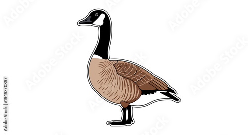 Canada Goose Illustration - Wild Bird Wildlife Nature Vector