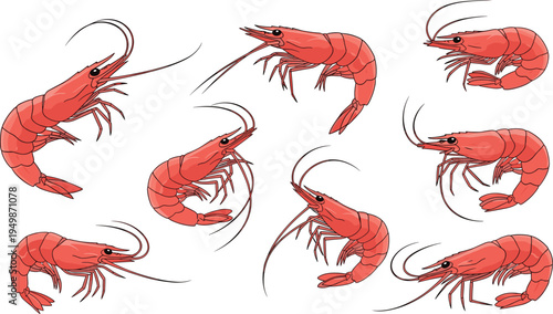Shrimp vector collection. Red shrimp and prawn seafood illustrations in different poses. Marine crustacean food icons isolated set.