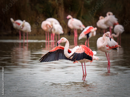 Bild auf Leinwand Flamant rose (Phoenicopterus roseus) battant des ailes dans un groupe avant l’en