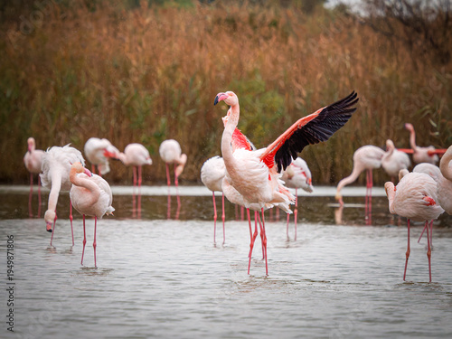 Bild auf Leinwand Flamant rose (Phoenicopterus roseus) battant des ailes dans un groupe avant l’en