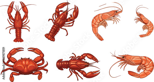 Lobster, crab and shrimp seafood vector set. Realistic marine crustacean illustrations from different angles. Ocean seafood collection for restaurant menu design.