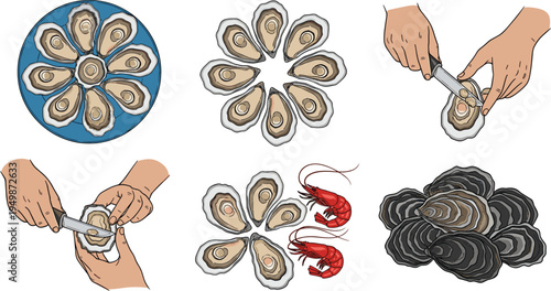 Oyster seafood serving set. Fresh oysters on plate and shucking process illustration. Marine shellfish for restaurant menu and gourmet seafood design.