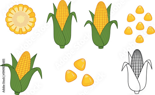 Corn vegetable illustration set. Sweet maize cobs, corn slice, kernels and outline version isolated. Agriculture crop graphic for cooking ingredients, farming design, and healthy food concepts.