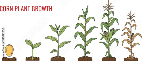 Corn plant growth stages illustration. Maize development from seed to mature plant. Educational agriculture infographic for farming, botany learning, and crop cultivation concepts.