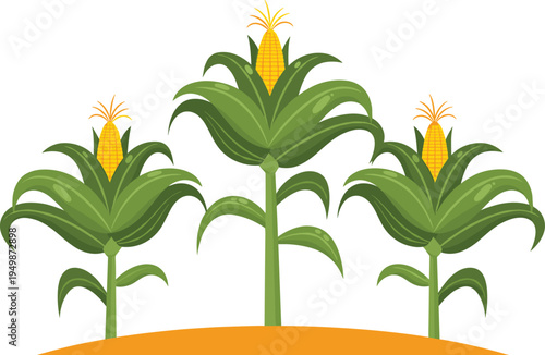 Corn plants growing in field illustration. Green maize stalks with ripe yellow cobs. Agriculture crop graphic for farming, organic food production, and harvest season design.