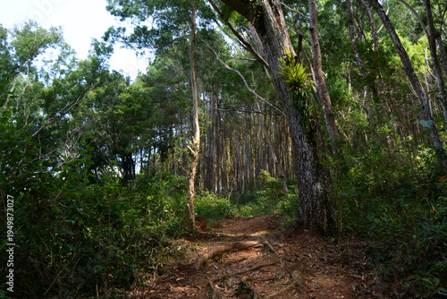 Traditional Wooden Gazebo Hut Nestled in a Teak Forest During Dry Season with Deciduous Trees