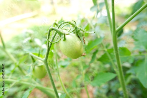 Foto Seeda Tomato or Sida Tomato in the garden.