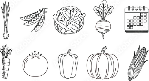 Vector line art icons of fresh garden vegetables including pumpkin tomato corn carrot cabbage and calendar for seasonal harvest and gardening