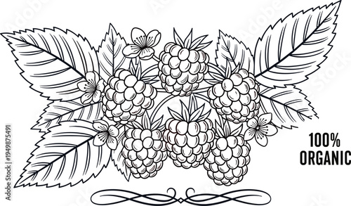 Vector line art illustration of organic raspberries on branch with leaves and flowers for botanical food packaging and healthy products