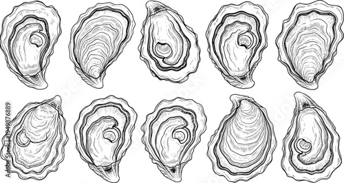 Hand drawn oyster shell collection. Detailed seafood sketch set. Vintage marine illustration for seafood menu, restaurant design and ocean themed graphics.