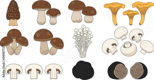 Edible mushroom collection vector set. Forest fungi varieties including porcini, chanterelle, champignon and truffle. Organic food ingredients for cooking illustration.