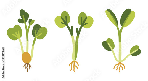 Fenugreek Sprouts Line art vivid abstract color illustration