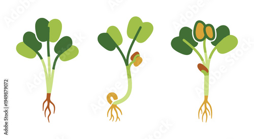 Fenugreek Sprouts Line art clean vibrant abstract color illustration