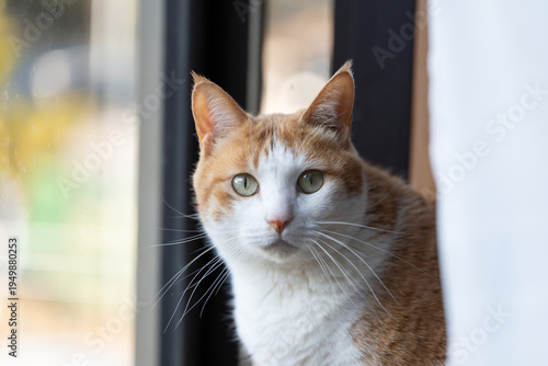 気になって見つめる猫の視線　茶トラ白	
