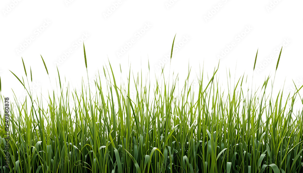 Obraz premium Patch of long thin green reed grass isolated on transparent background