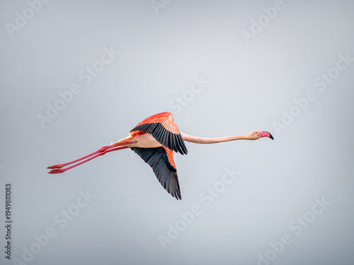 Foto Flamant rose (Phoenicopterus roseus) en vol dans le ciel, grand oiseau emblémati
