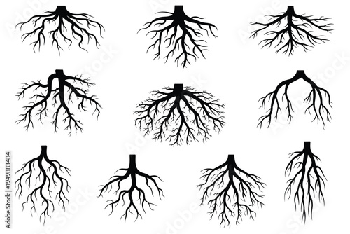 Tree Root System Silhouettes Various Branching Patterns on White vector illustration