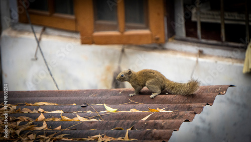 Φωτογραφία Squirrel of Assam India over a roof top 3