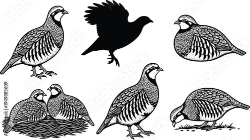 Quail bird illustration set, flying and standing quails, vintage engraving wildlife collection, detailed black and white vector drawing