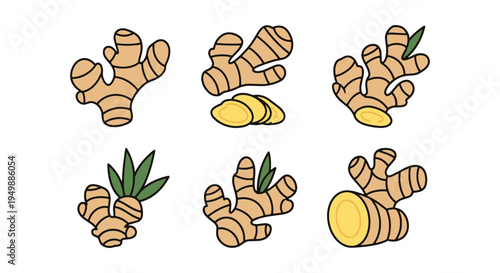 Fresh Ginger Line art vector clean smooth abstract tone illustration