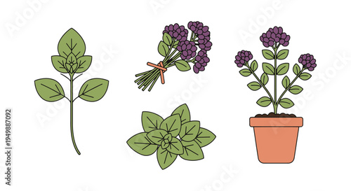 Greek Oregano Line art vector modern abstract colorful illustration