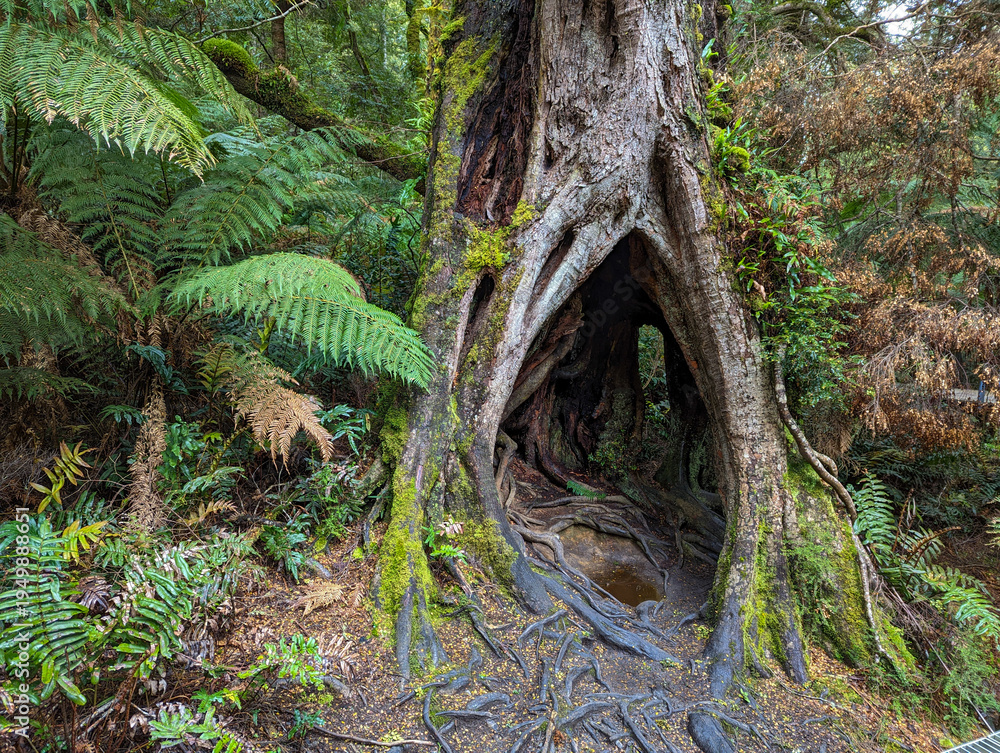 Fototapeta premium A massive ancient tree with a hollow opening at its base reveals tangled roots and pooled water, covered in green moss amid lush tree ferns in a mystical temperate rainforest.