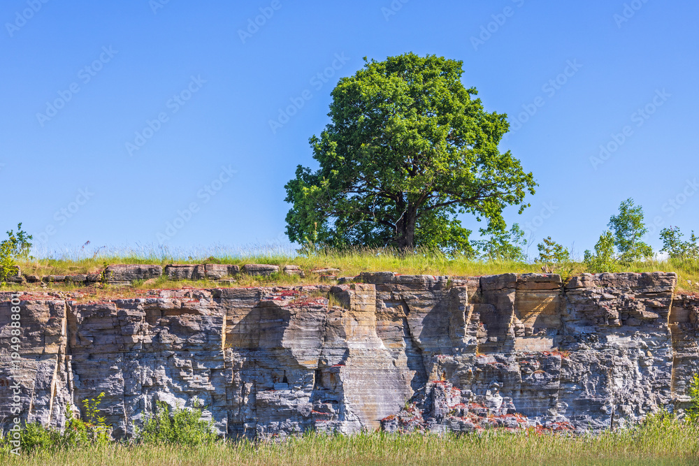 Fototapeta premium Lush green tree by an old quarry