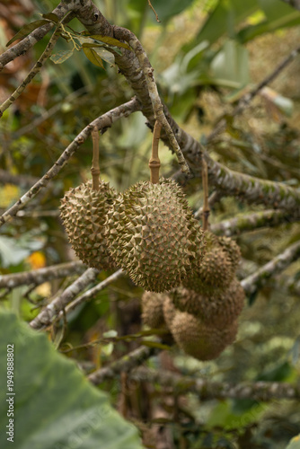 Close-up view of fresh durian fruits ripening on a tree branch in a natural environment. These iconic tropical fruits are known for their distinctive aroma and flavor, cherished in Southeast Asia.