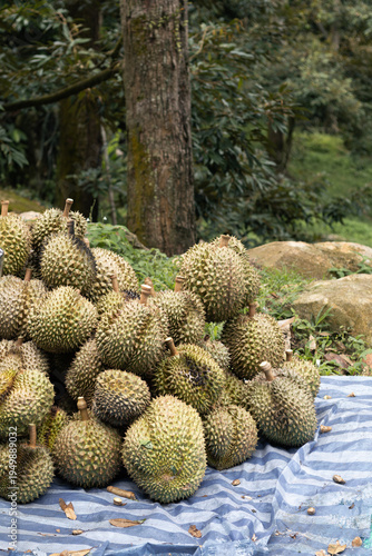 Many fresh durian fruits, known for their distinctive aroma and spiky rind, are piled on a blue and white striped tarp. The abundant harvest is displayed outdoors, possibly at a market or farm.