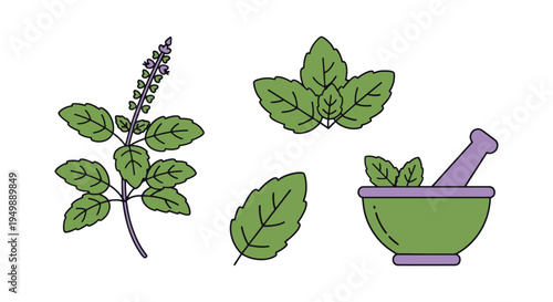 Holy Basil Tulsi Line art minimal bold abstract color vector