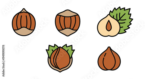 Hazelnut Whole Line art vector colorful abstract modern illustration