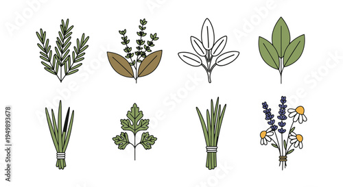 Herb Bundle Line art vector dynamic abstract vibrant color