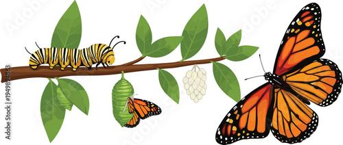 Monarch butterfly life cycle caterpillar chrysalis and adult butterfly metamorphosis vector illustration