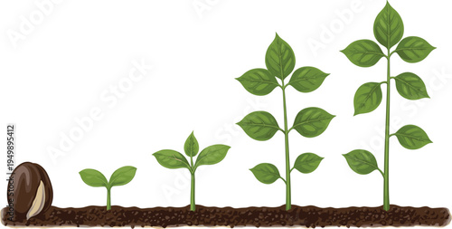 Plant growth stages from seed to young plant seedling development vector illustration