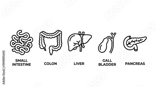 Black line art icons of human digestive system organs featuring small intestine colon liver gall bladder and pancreas on white background, symbolizing medical education or clinical diagnosis