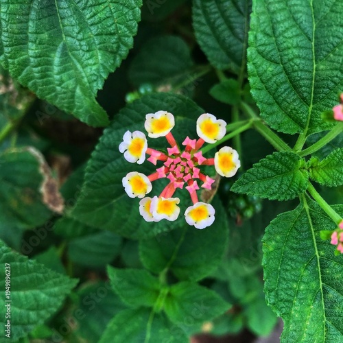 Top View of Colorful Lantana Camara Flower with Green Leaves